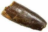 Fossil Sauropod Dinosaur (Titanosaur) Tooth - Morocco #369667-1